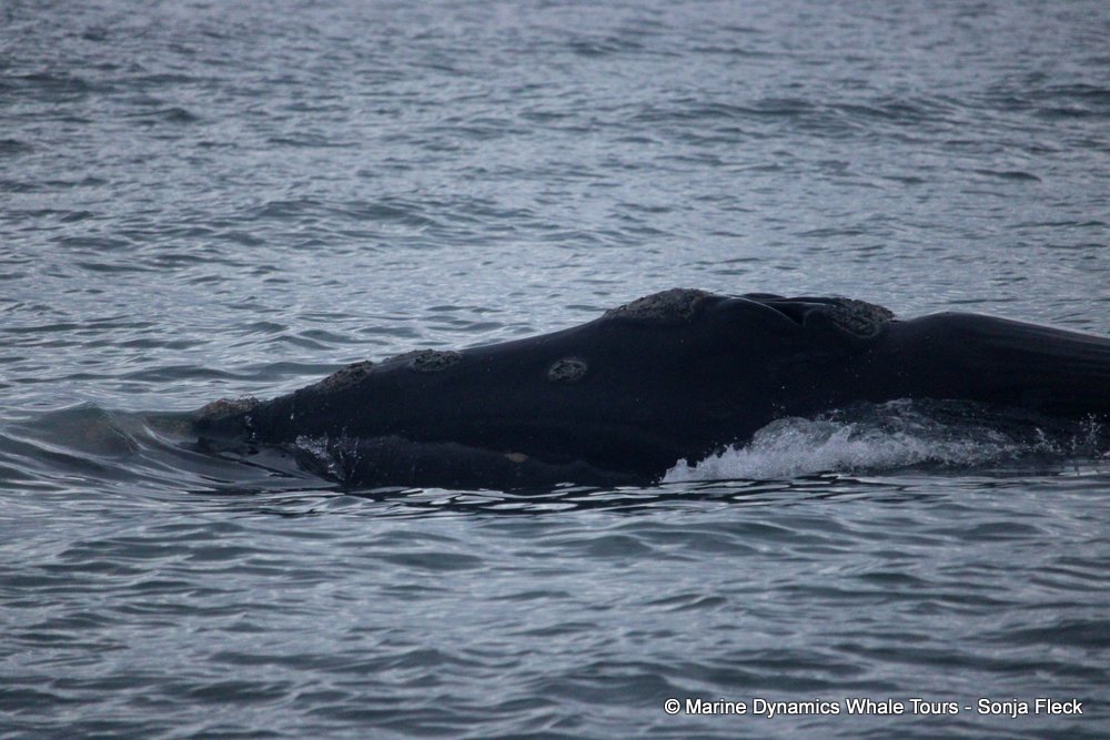 Southern right whale, whale watching, gansbaai, south africa,