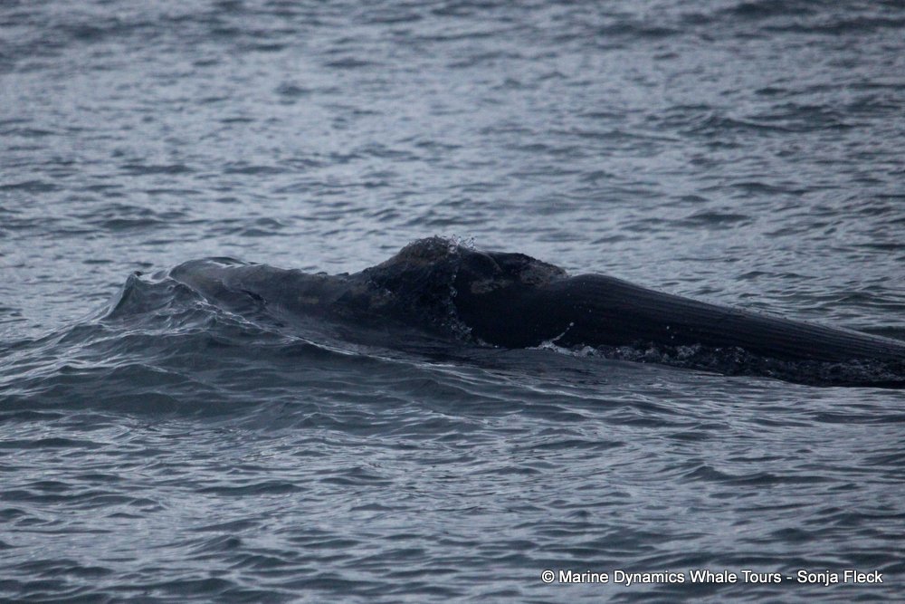 Southern right whale, whale watching, gansbaai, south africa,