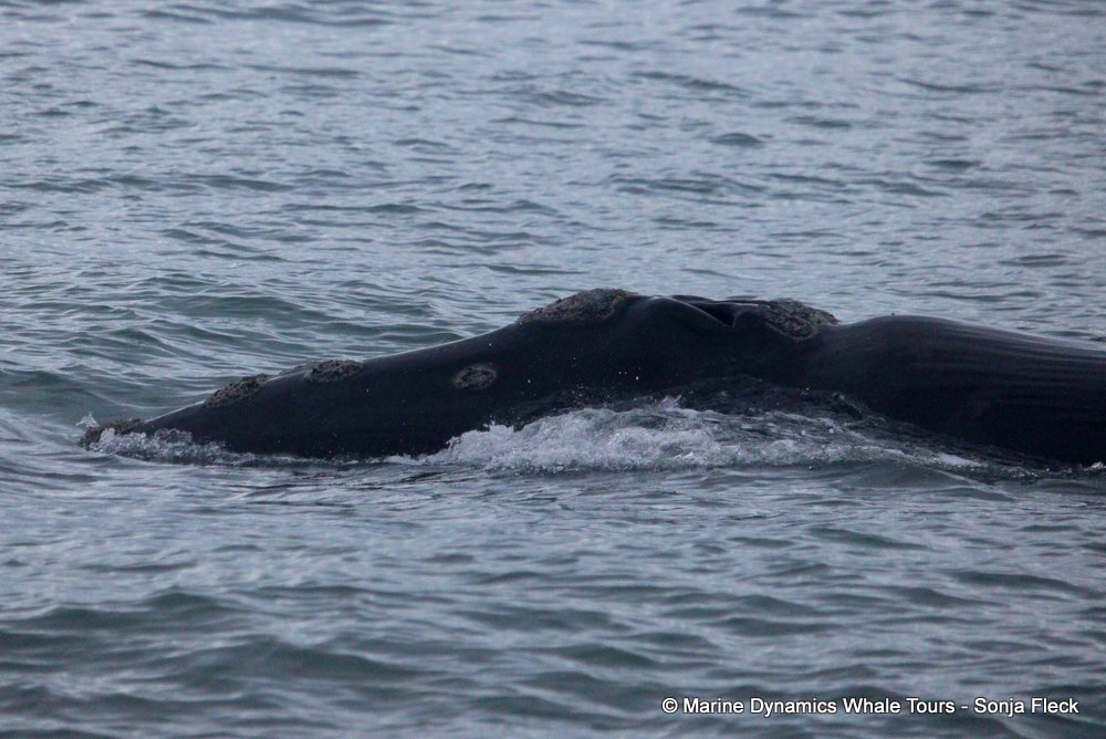 Southern right whale, whale watching, gansbaai, south africa,