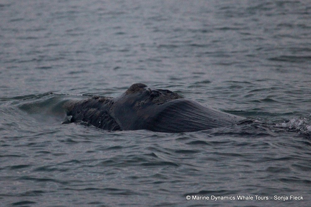 Southern right whale, whale watching, gansbaai, south africa,