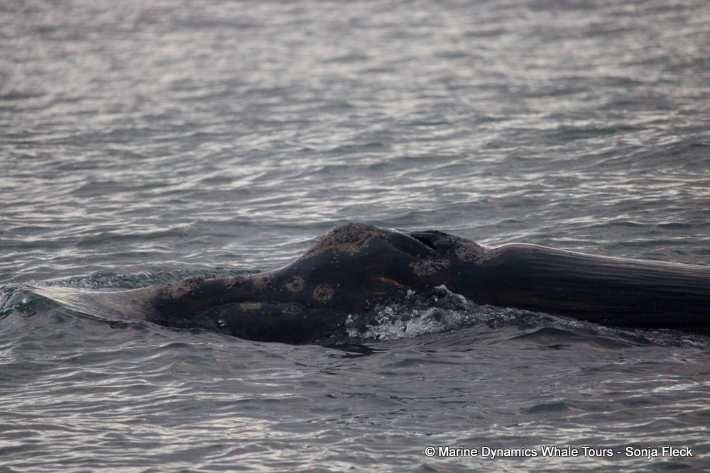 Southern right whale, whale watching, gansbaai, south africa,
