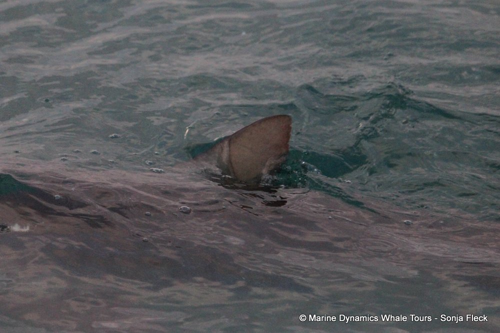 bronze whaler shark, whale watching, gansbaai, south africa,