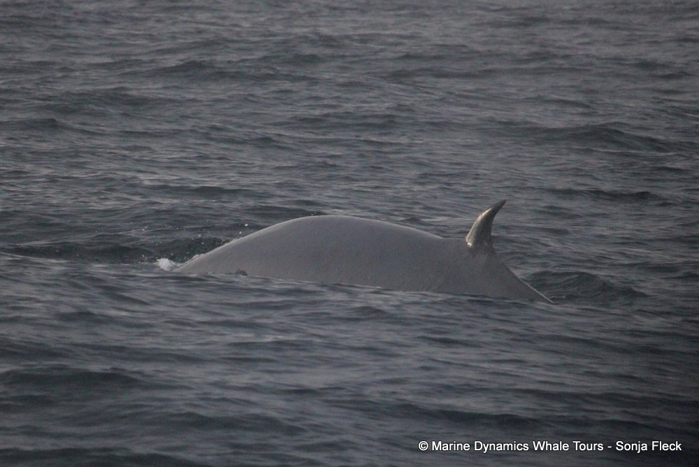 bryde's whale, whale watching, gansbaai, south africa,
