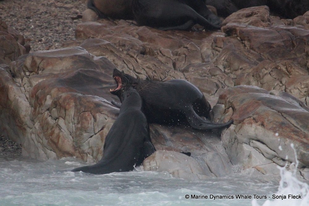 cape fur seal, whale watching, gansbaai, south africa