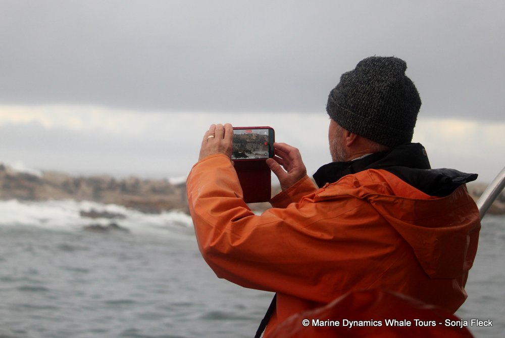 whale watching, gansbaai, south africa