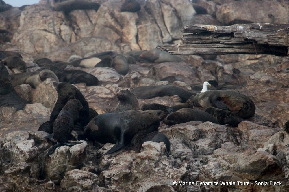 cape fur seal, whale watching, gansbaai, south africa