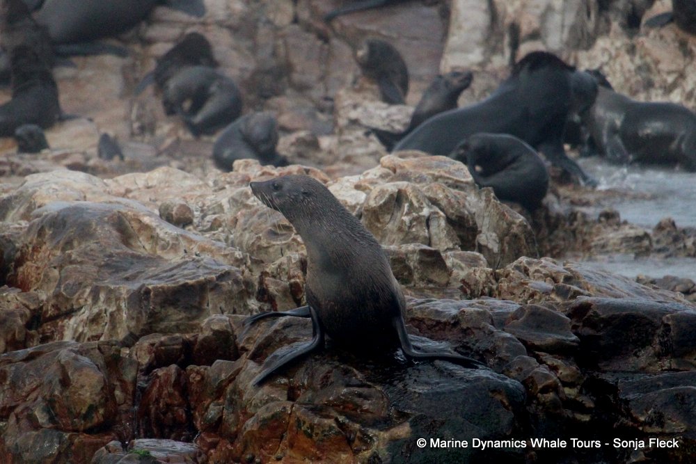 cape fur seal, whale watching, gansbaai, south africa