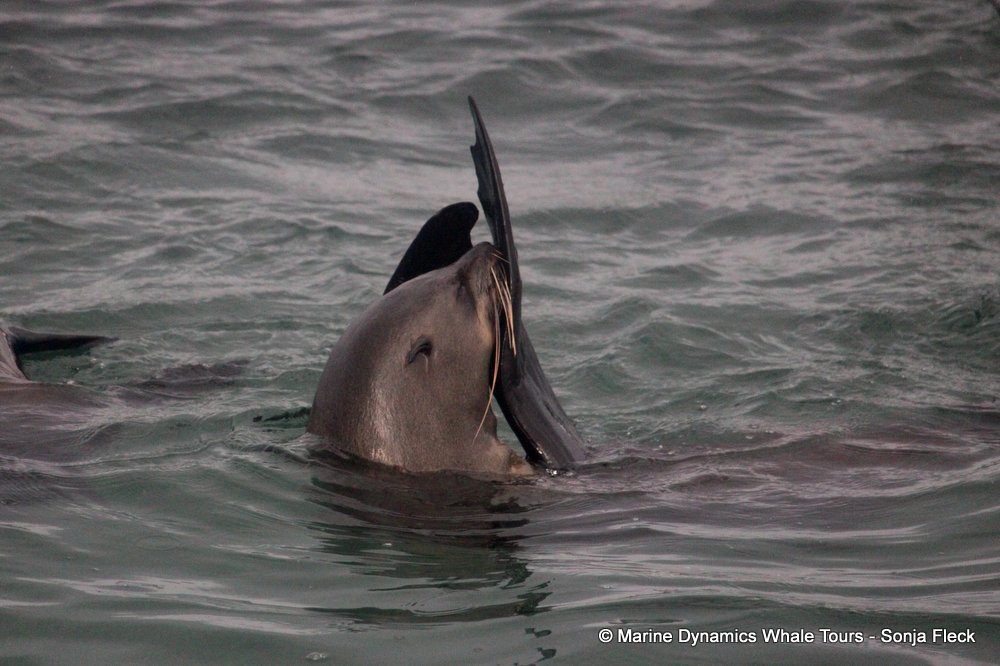 cape fur seal, whale watching, gansbaai, south africa