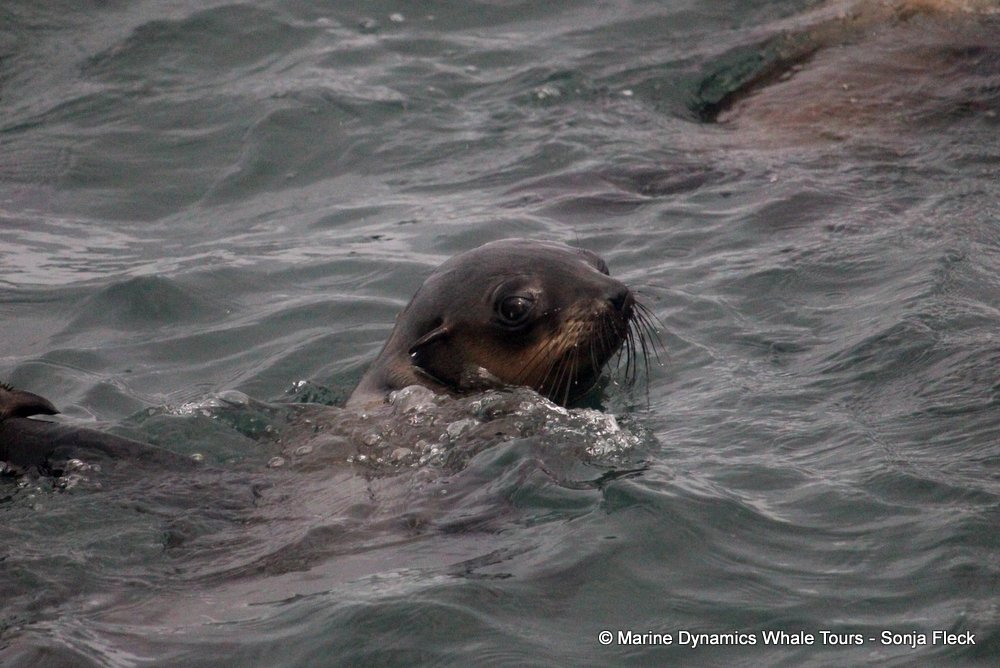cape fur seal, whale watching, gansbaai, south africa
