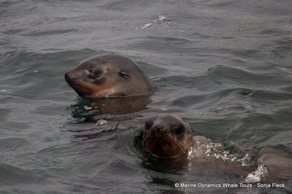 cape fur seal, whale watching, gansbaai, south africa