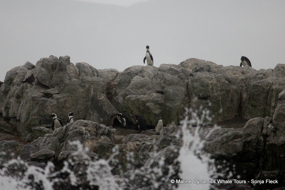 african penguin, whale watching, gansbaai, south africa
