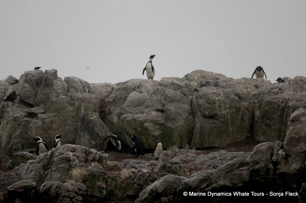 african penguin, whale watching, gansbaai, south africa