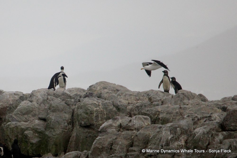 african penguin, whale watching, gansbaai, south africa