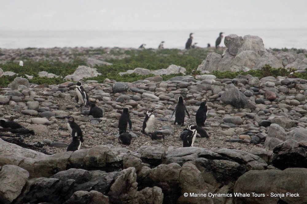 african penguin, whale watching, gansbaai, south africa