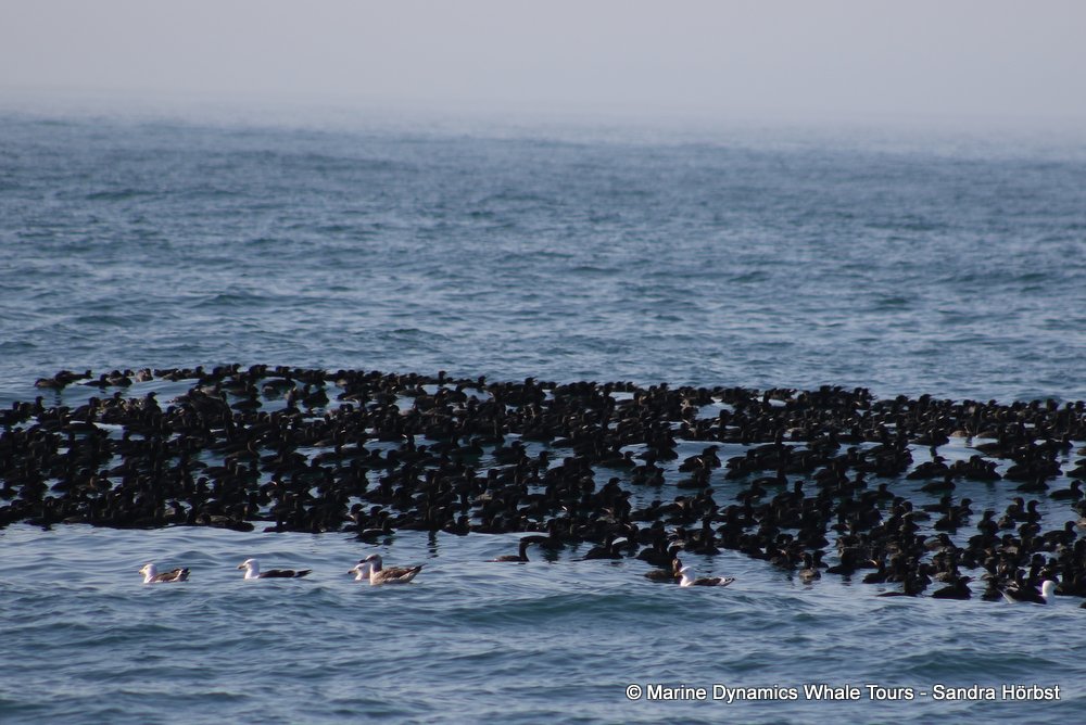 cape cormorants, whale watching, gansbaai, south africa