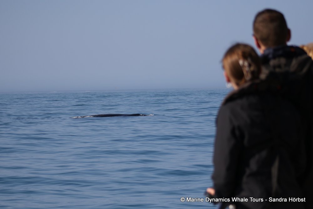 Southern right whale, whale watching, gansbaai, south africa,