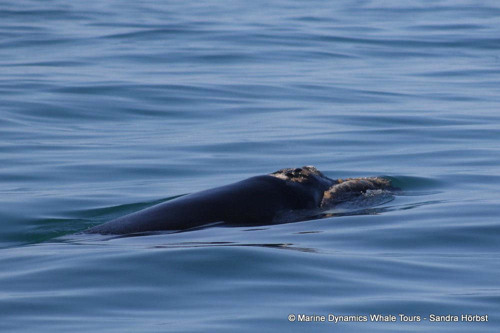 Southern right whale, whale watching, gansbaai, south africa,