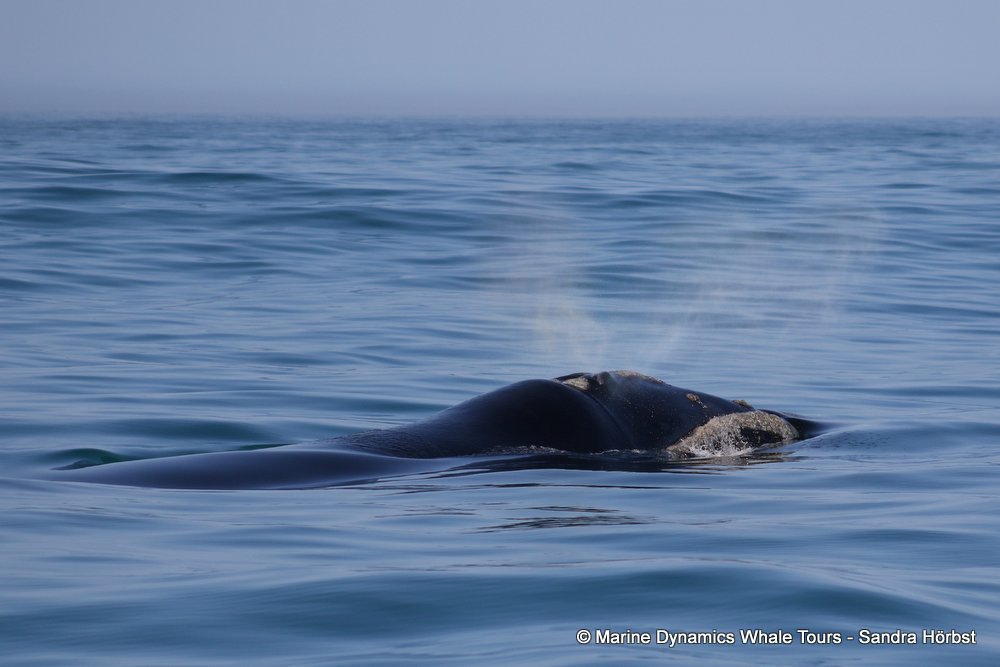Southern right whale, whale watching, gansbaai, south africa,