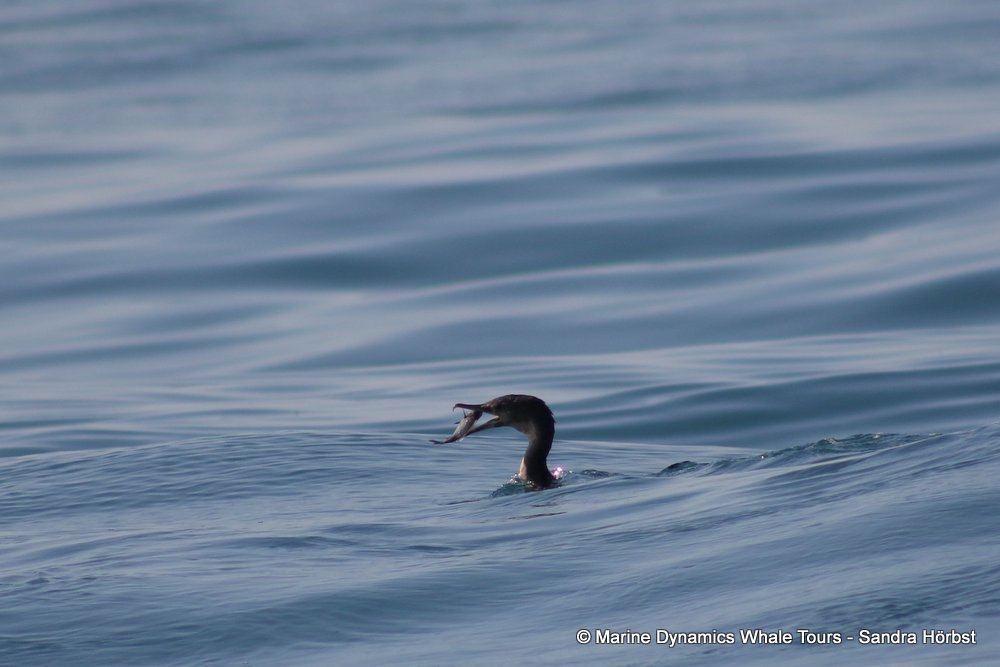 cormorant, whale watching, gansbaai, south africa,
