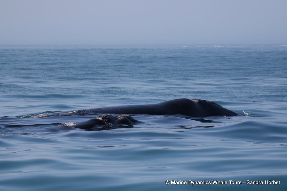 Southern right whale, whale watching, gansbaai, south africa,