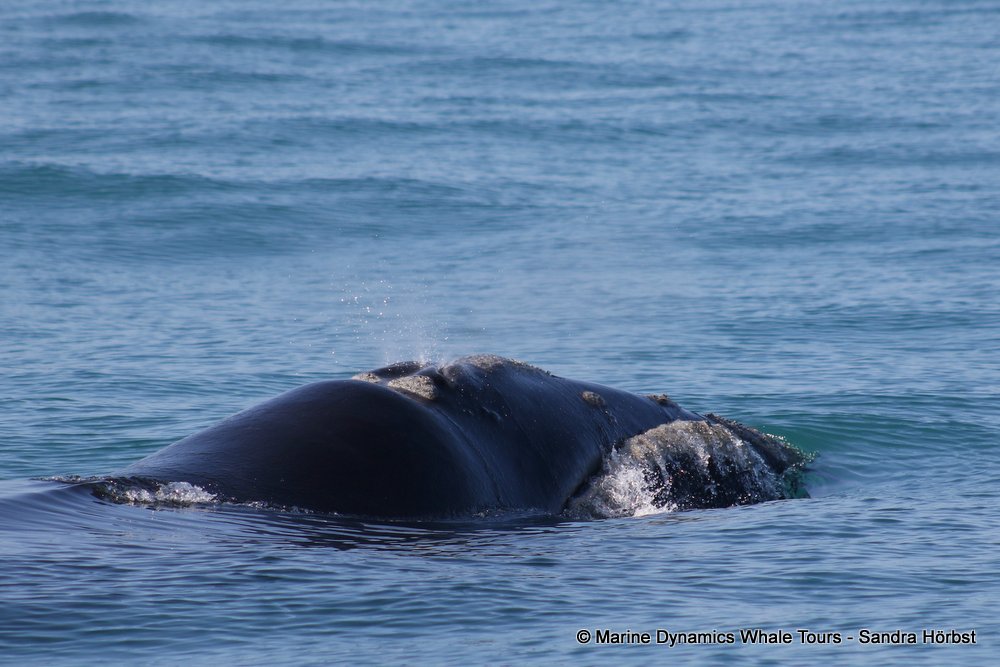 Southern right whale, whale watching, gansbaai, south africa,