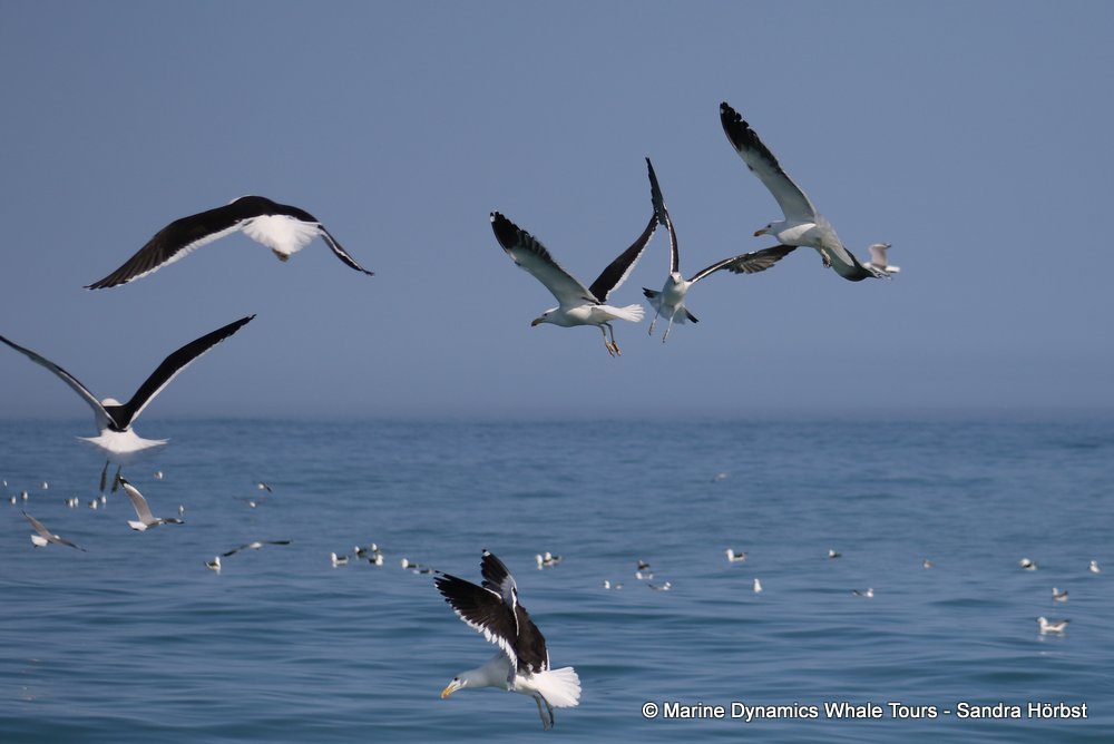 gull, whale watching, gansbaai, south africa,