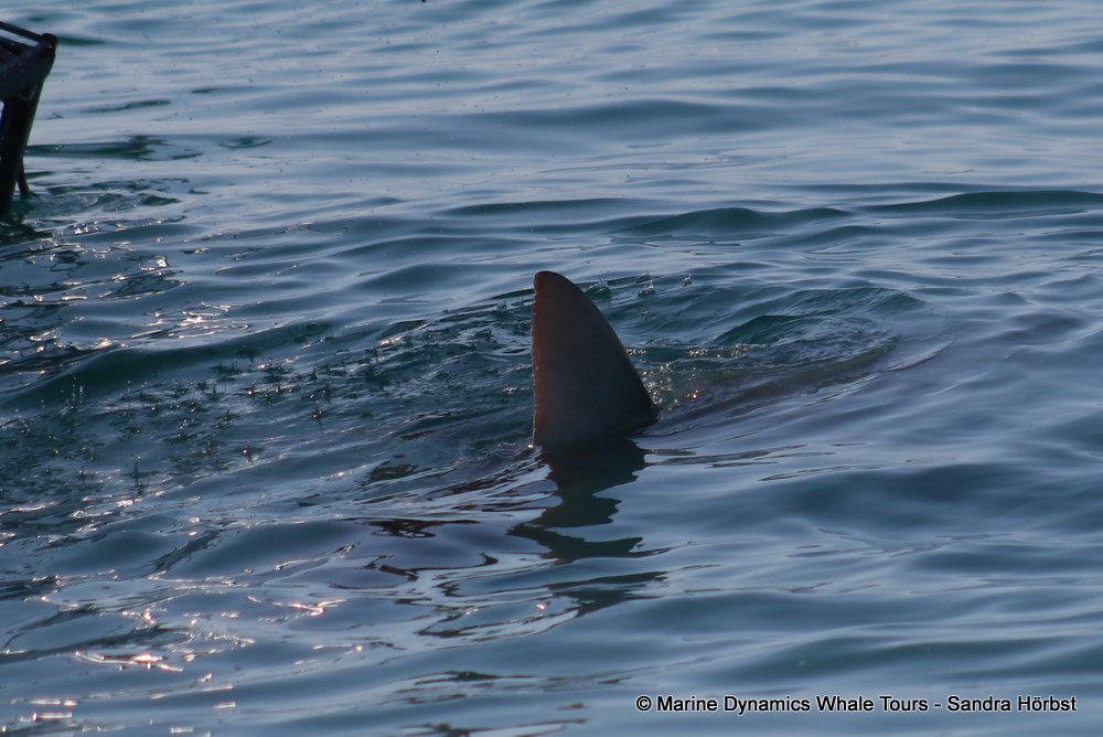 bronze whaler shark, whale watching, gansbaai, south africa,