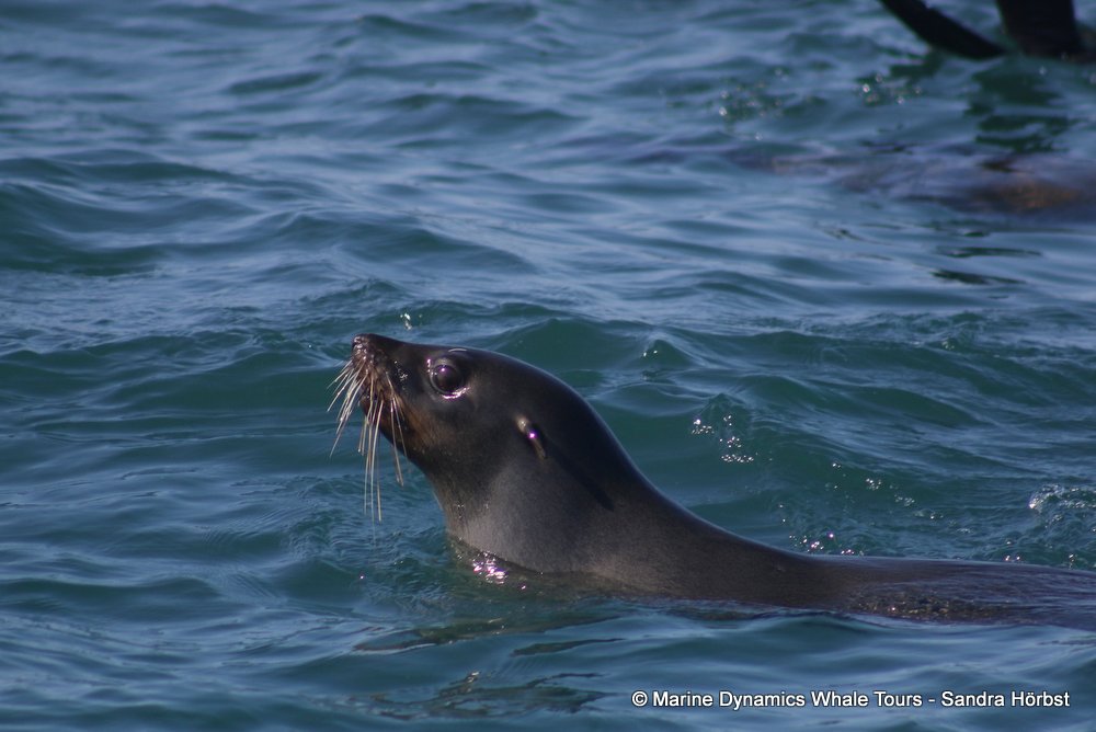 cape fur seal, whale watching, gansbaai, south africa
