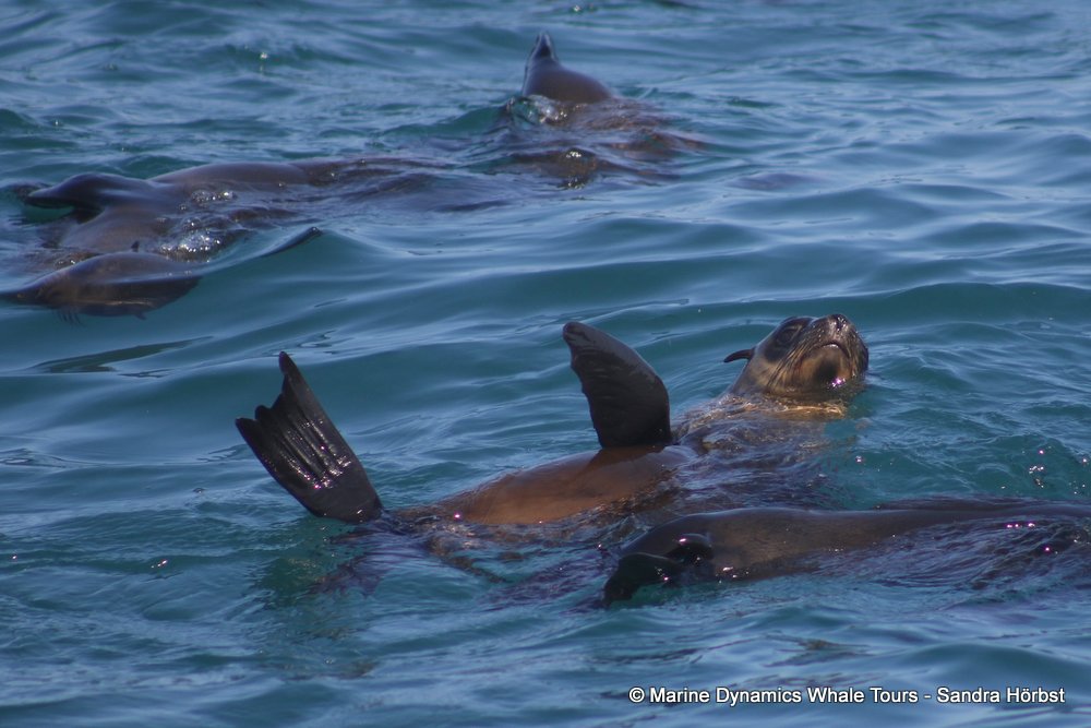 cape fur seal, whale watching, gansbaai, south africa