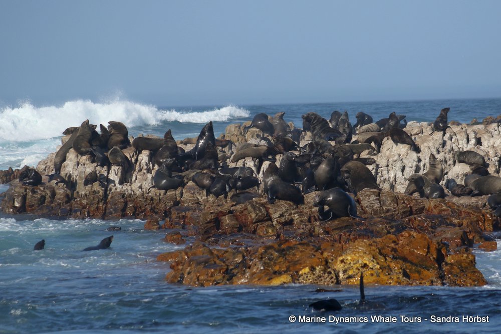 cape fur seal, whale watching, gansbaai, south africa