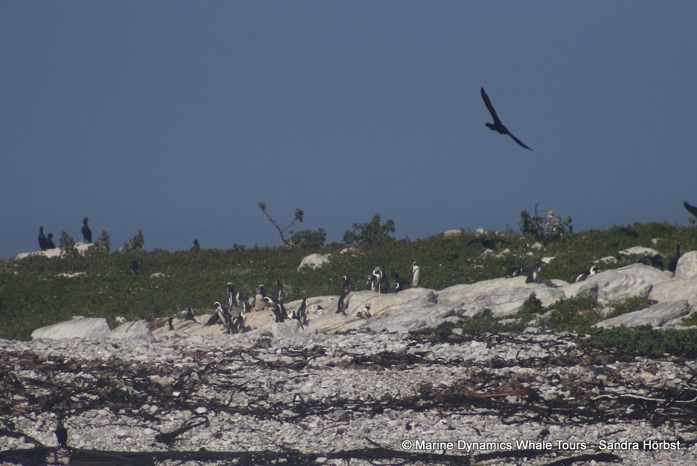 penguins, whale watching, gansbaai, south africa,