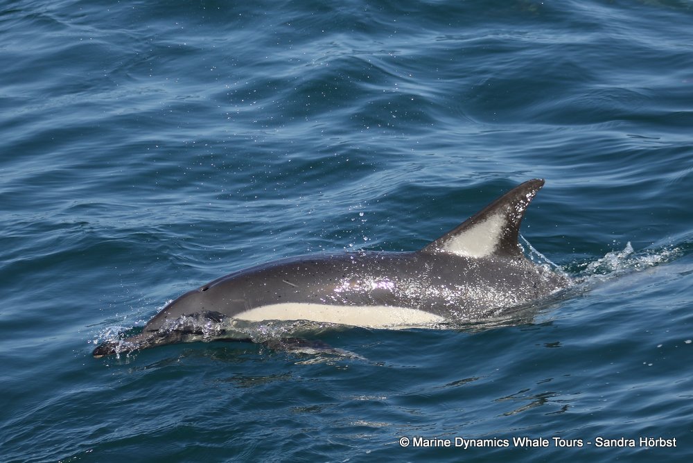 common dolphin, whale watching, gansbaai, south africa