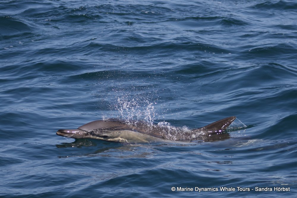 common dolphin, whale watching, gansbaai, south africa
