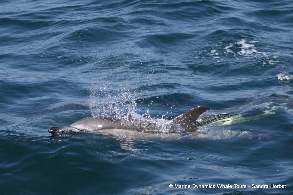 common dolphin, whale watching, gansbaai, south africa