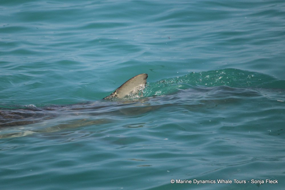 bronze whaler shark, whale watching, gansbaai, south africa,