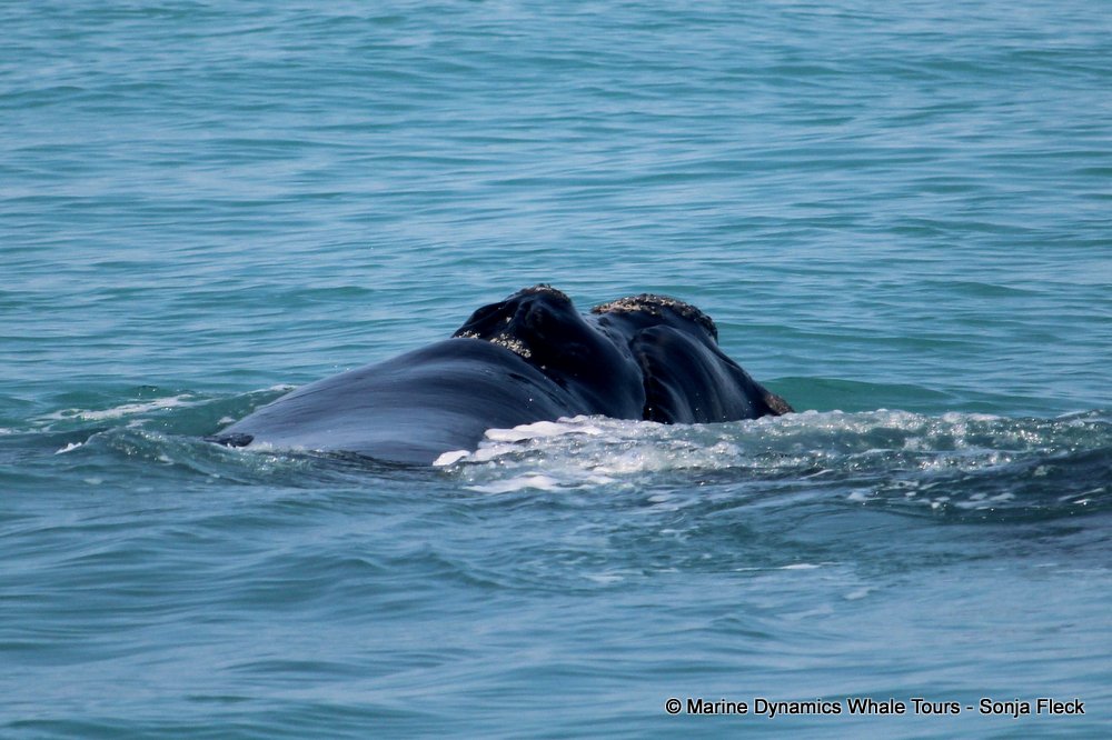 Southern right whale, whale watching, gansbaai, south africa,
