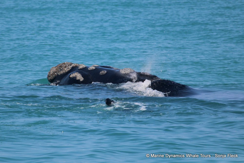 Southern right whale, whale watching, gansbaai, south africa,