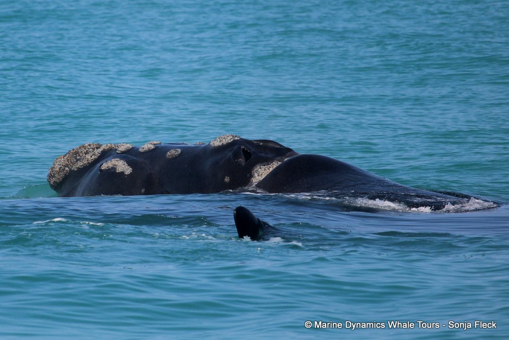 Southern right whale, whale watching, gansbaai, south africa,