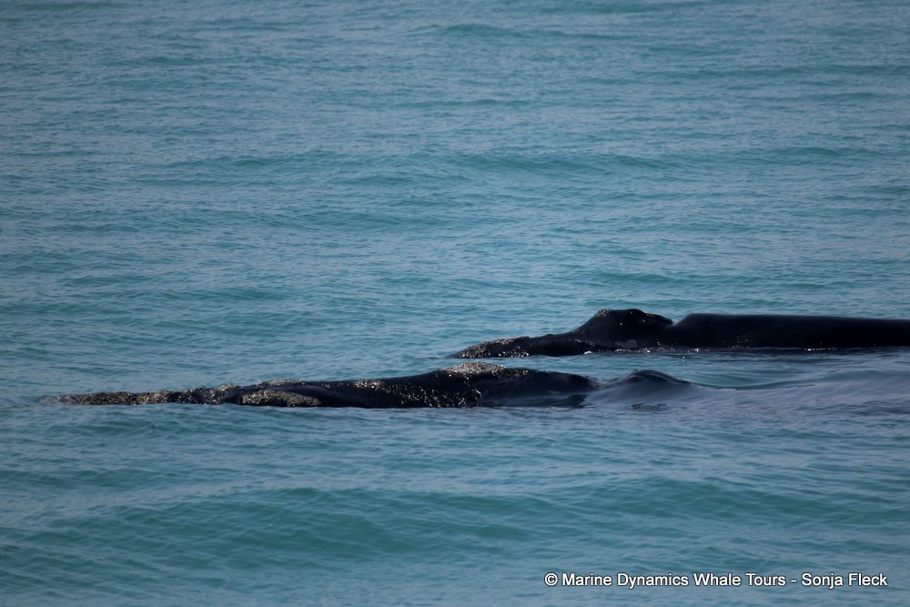 Southern right whale, whale watching, gansbaai, south africa,