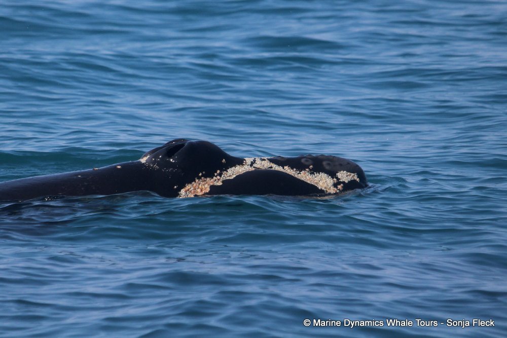 Southern right whale, whale watching, gansbaai, south africa,