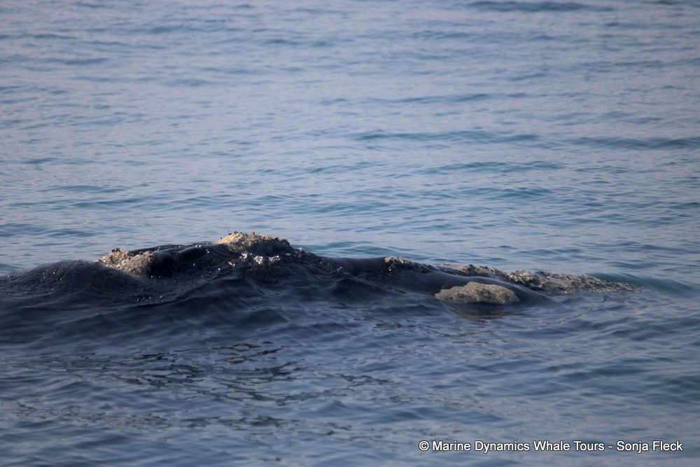 Southern right whale, whale watching, gansbaai, south africa,