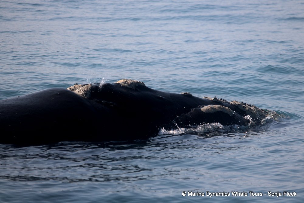 Southern right whale, whale watching, gansbaai, south africa,