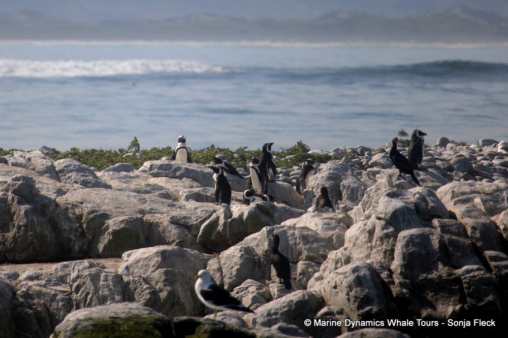 african penguin, whale watching, gansbaai, south africa