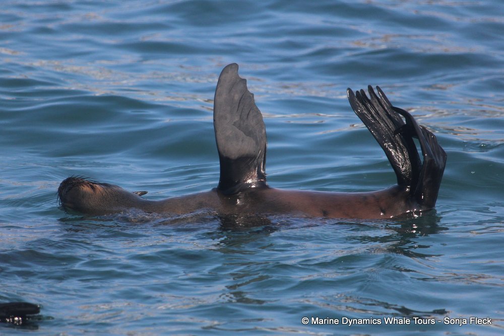 cape fur seal, whale watching, gansbaai, south africa