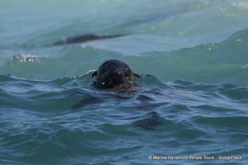 cape fur seal, whale watching, gansbaai, south africa
