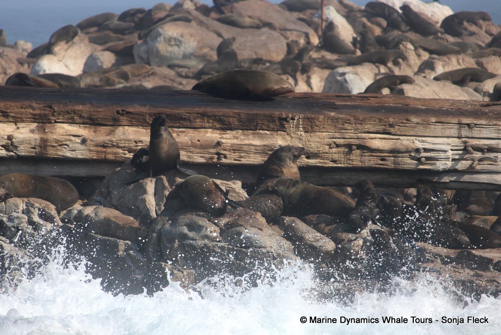 cape fur seal, whale watching, gansbaai, south africa