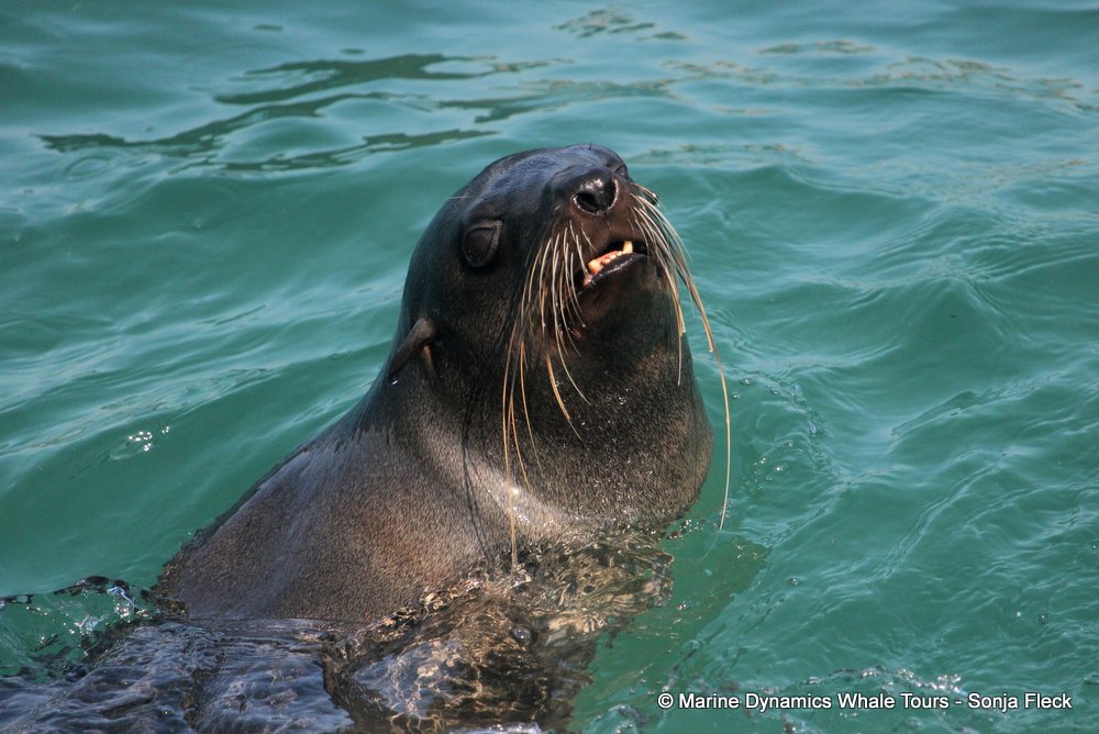 cape fur seal, whale watching, gansbaai, south africa