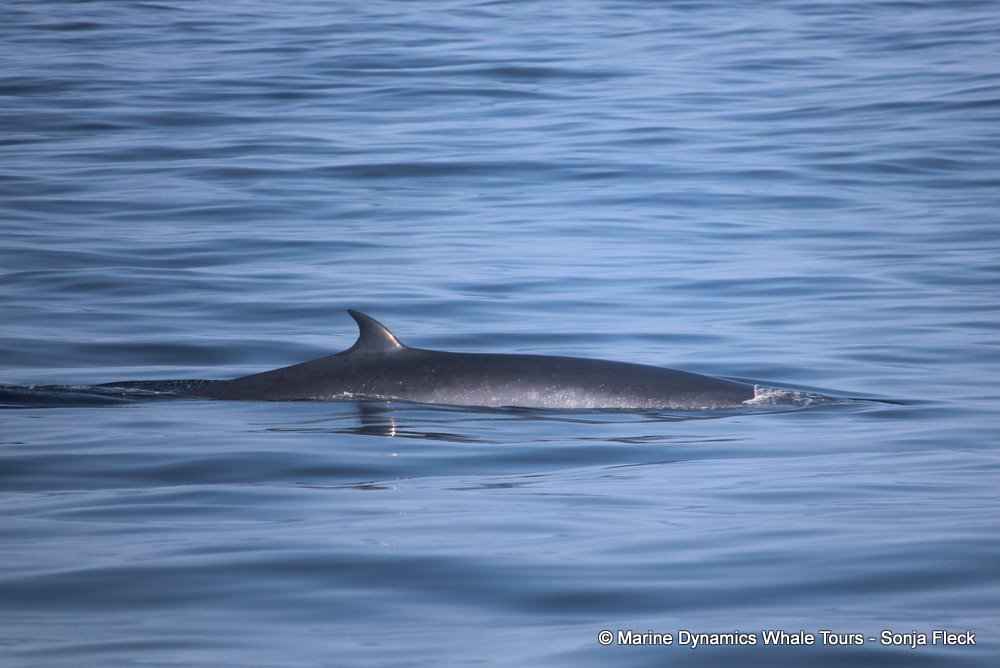 bryde's whale, whale watching, gansbaai, south africa,