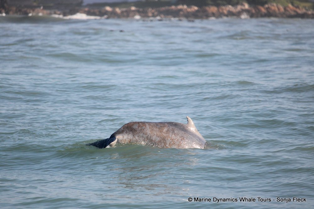 humpback dolphin, whale watching, gansbaai, south africa