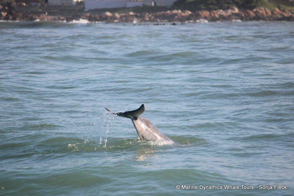 humpback dolphin, whale watching, gansbaai, south africa